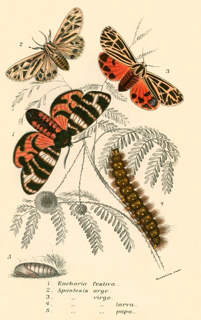 Mariposas de English School