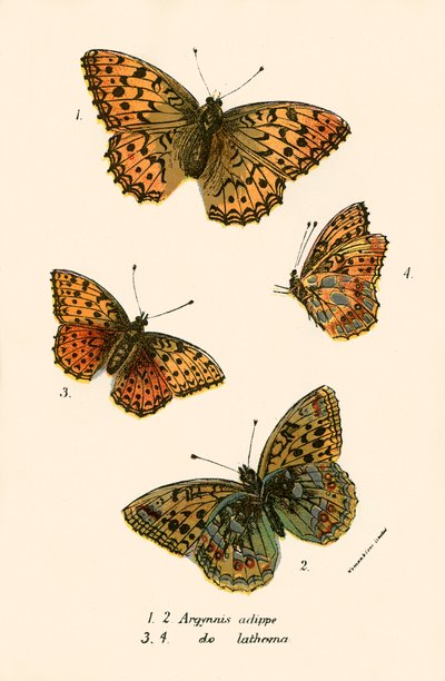 Mariposas de English School
