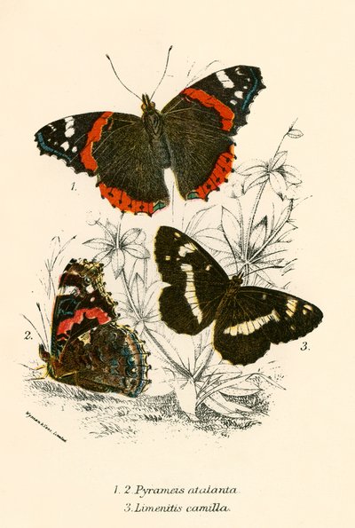 Mariposas de English School