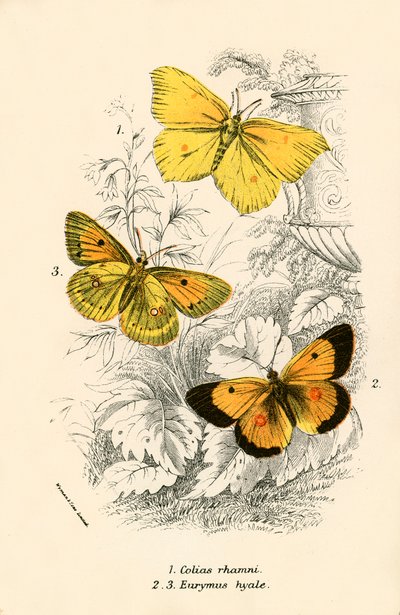 Mariposas de English School