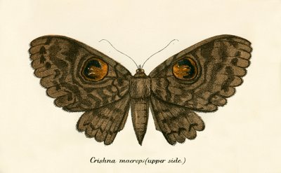 Mariposas de English School