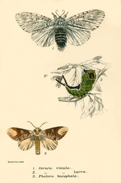 Mariposas de English School