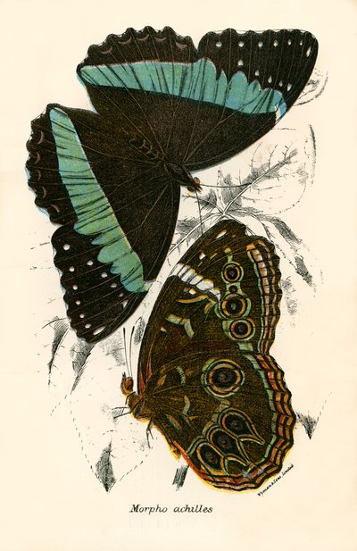 Mariposas de English School