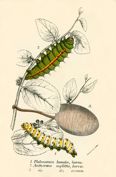 Mariposas de English School