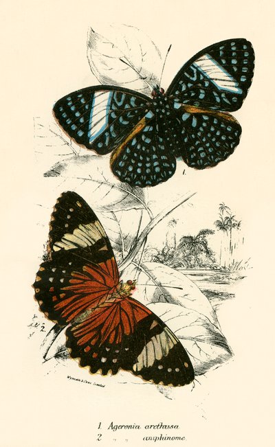 Mariposas de English School
