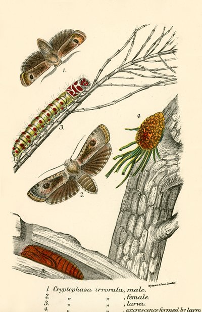 Mariposas de English School