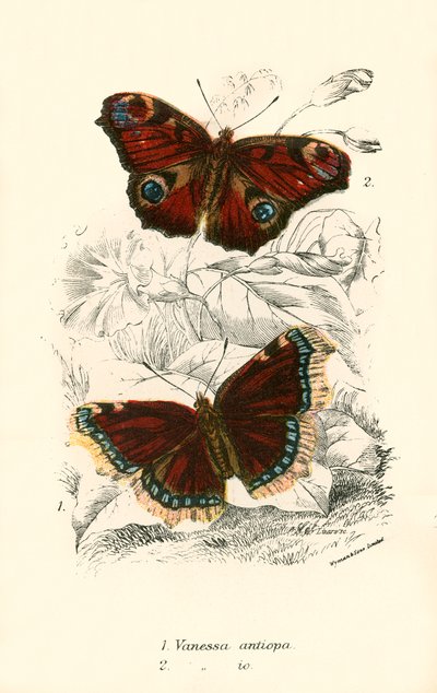 Mariposas de English School