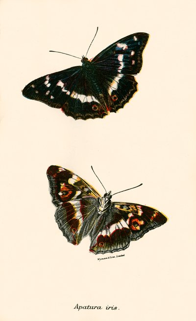Mariposas de English School