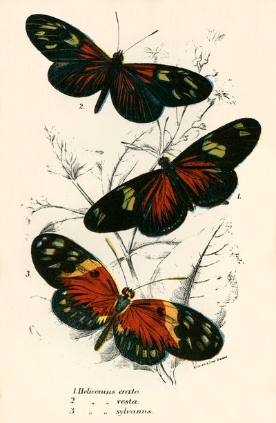 Mariposas de English School