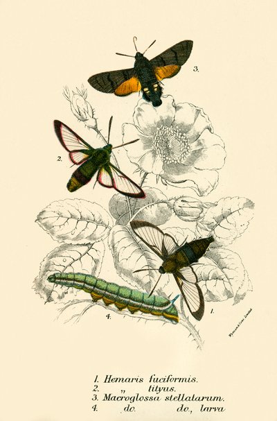Mariposas de English School