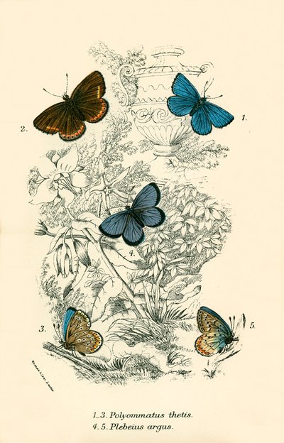 Mariposas de English School
