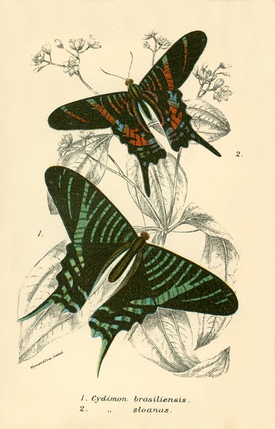 Mariposas de English School