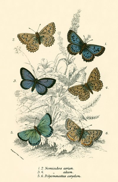 Mariposas de English School