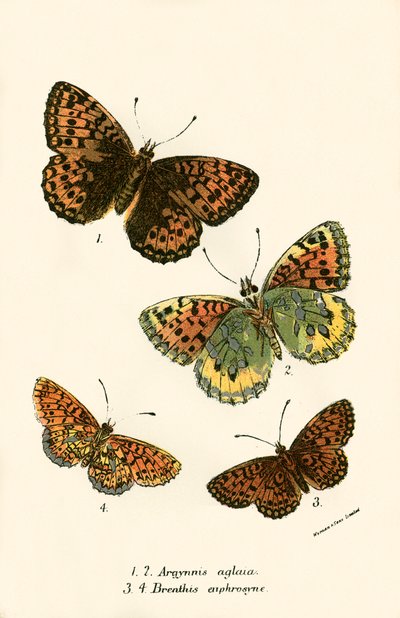 Mariposas de English School