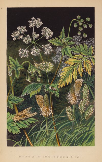 Mariposas y polillas disfrazadas, en reposo (litografía) de English School