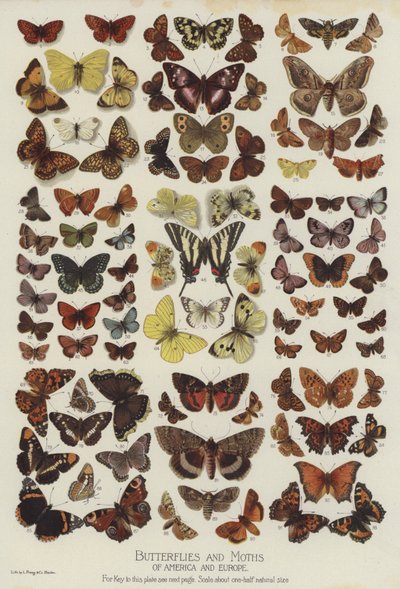 Mariposas y Polillas de América y Europa de English School