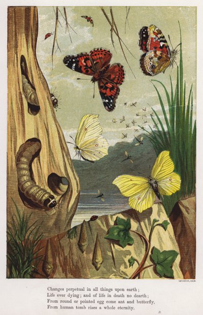 Mariposas y orugas (grabado en color) de English School