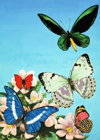 Montaje de mariposas de English School
