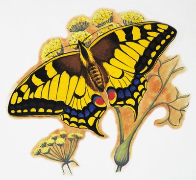 Mariposa de English School