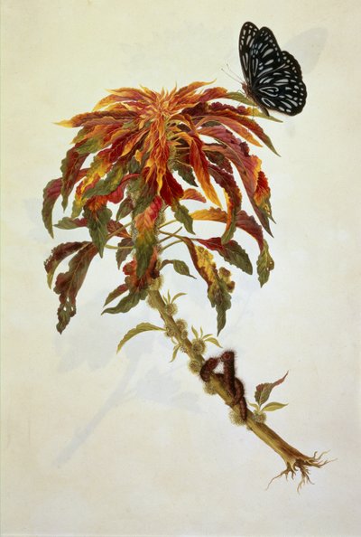 Mariposa y orugas en una gran planta con flores de English School