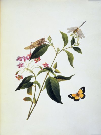 Mariposa, saltamontes y libélula en una planta de English School