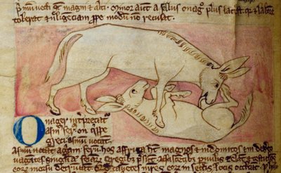 CCA-LitMs/D/10 fol. 10r Asno salvaje, del Bestiario de English School