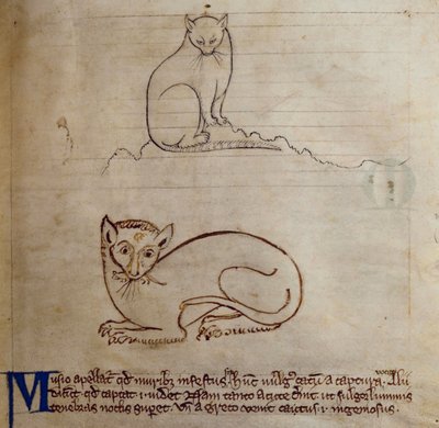 Gato, del Bestiario de English School