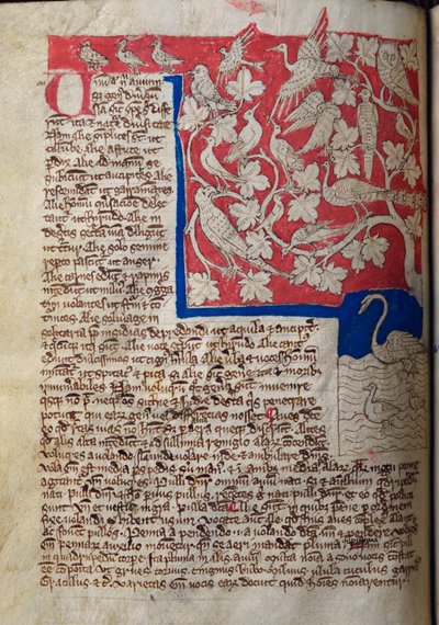 CCA-LitMs/D/10 fol. 12v Pájaros, del Bestiario de English School