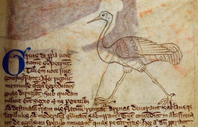 Grulla, del Bestiario de English School