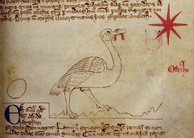 CCA-LitMs/D/10 fol. 16r Avestruz, del Bestiario de English School