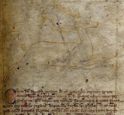 Ciervo, del Bestiario de English School