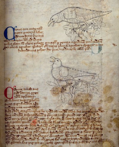 Cuervo y Corneja, del Bestiario de English School