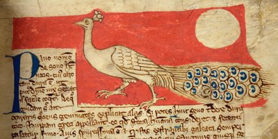 CCA-LitMs/D/10 fol. 22r Pavo real, del Bestiario de English School