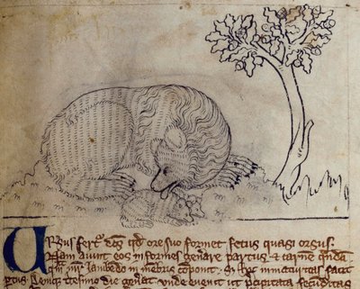 Oso, del Bestiario de English School