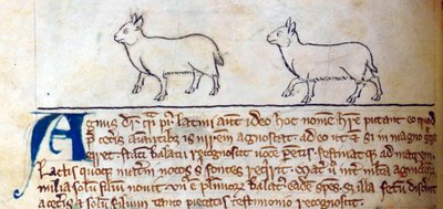 Corderos, del Bestiario de English School