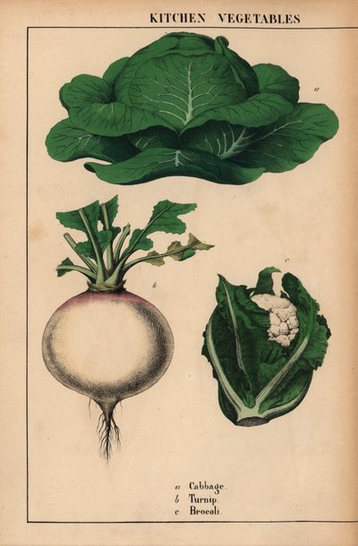 Repollo, nabo y brócoli [brócoli]  , de "The Instructive Picturebook, or Lessons from the Vegetable World", [Charlotte Mary Yonge], Edimburgo de English School