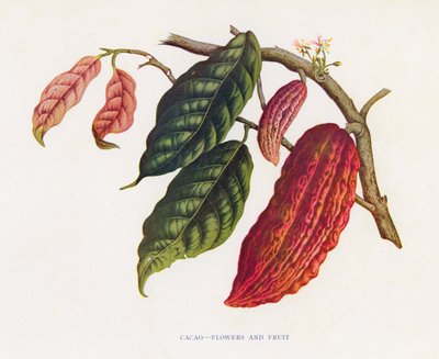 Cacao, flores y frutas (litografía en color) de English School