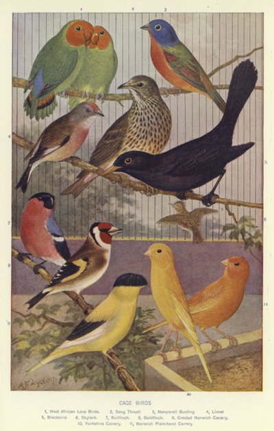 Aves enjauladas de English School