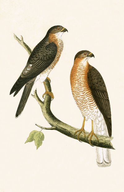Halcón gorrión de Calcuta, ilustración de 