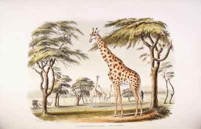 Camelopardalis Giraffa de English School