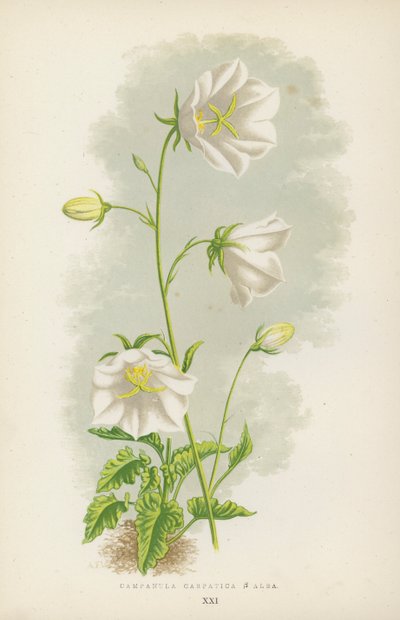 Campanula Carpatica B Alba (litografía a color) de English School
