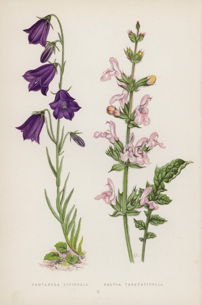 Campanula Linifolia; Salvia Taraxacifolia (litografía a color) de English School