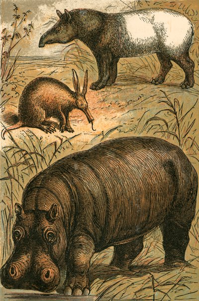 Oso hormiguero del Cabo, tapir malayo e hipopótamo de English School