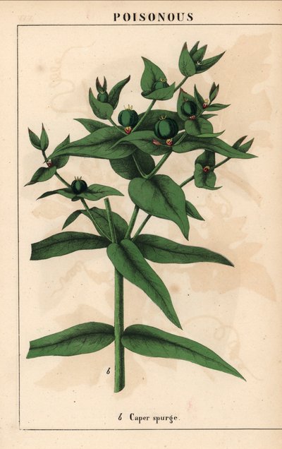 Caper expurgo con semillas verdes, Euphorbia lathyris   , de "The Instructive Picturebook, or Lessons from the Vegetable World", [Charlotte Mary Yonge], Edimburgo de English School