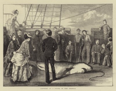 Captura de un tiburón en los trópicos (grabado) de English School