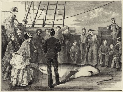 Captura de un tiburón en los trópicos de English School