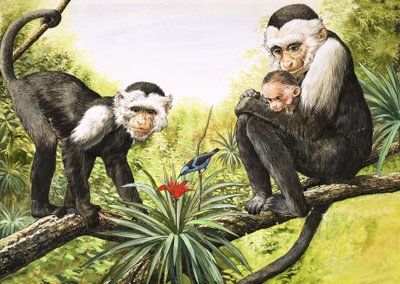 Monos capuchinos, ilustración de "Nature
