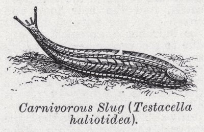 Babosa carnívora, Testacella haliotidea de English School