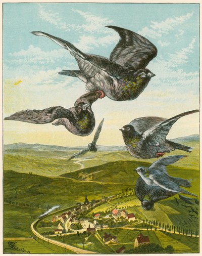Palomas mensajeras de English School