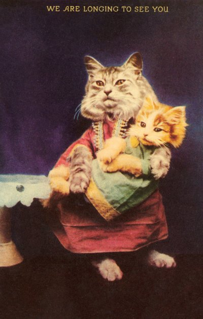 Gato y gatito de English School